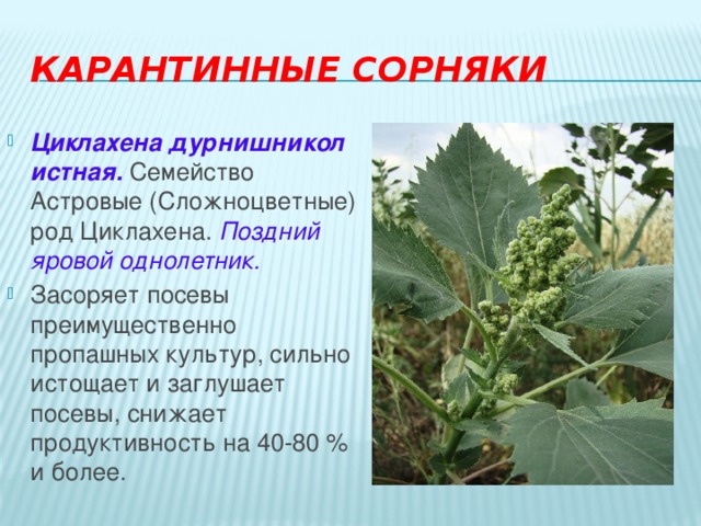Циклахена растение описание фото и описание